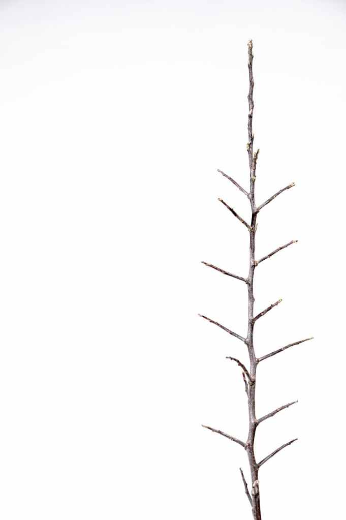 brown tree branch against white background