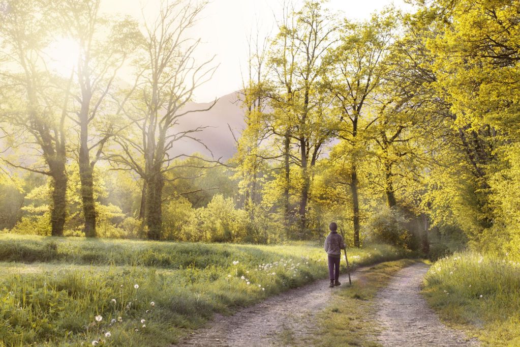 man walking in the forest